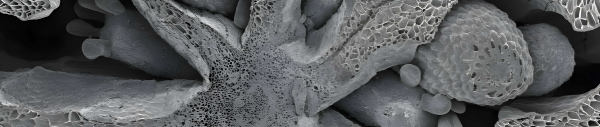 Microscopic view of textured, irregular surfaces and structures.