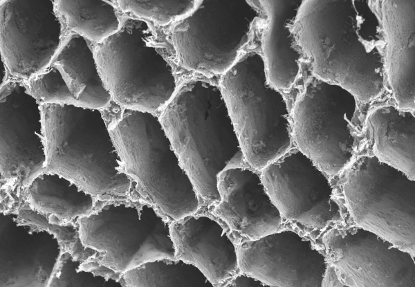Microscopic view of textured, irregular surfaces and structures.